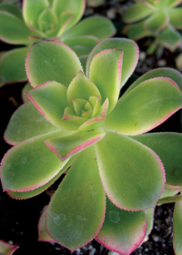 Aeonium decorum 'Kiwi'